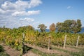 Rows of Grapevines at Finger Lakes Vineyard Royalty Free Stock Photo