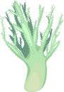 Finger leather coral (sinularia flexibilis) Royalty Free Stock Photo