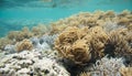 Finger Leather Soft Coral: Dravuni Island