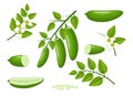 Finger lime cartoon vector illustration