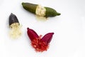 Finger lime or caviar lime of Australian cut in half, it is edible fruits used for cooking gourmet cuisine. Fresh Citrus
