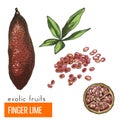 Finger lime. Color vector illustration.