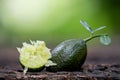 Finger Lime fruits, green leaves on nature background