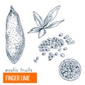 Finger lime. Hand drawn vector illustration