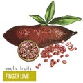 Finger lime with leaves and slice