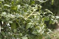 Finger lime plant and fruit Royalty Free Stock Photo