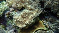 Finger-lobed soft coral, Sinularia leptoclados, and hedgehog coral, Echinopora lamellosa, undersea, Red Sea