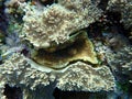 Finger-lobed soft coral, Sinularia leptoclados, and hedgehog coral, Echinopora lamellosa, undersea, Red Sea