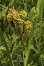 Finger millet bunches on the plant in a farm green field.