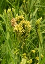 Finger millet bunches on the plant in a farm green field.