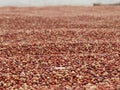 Finger millet Ragi seed