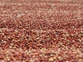 Finger Millet Ragi