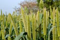 Finger millet ready for hervesting Royalty Free Stock Photo