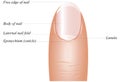 Finger nail anatomy Royalty Free Stock Photo
