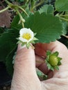 Finger picking strawbery flower