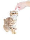 Finger pointed guilty Scottish cat fold isolated Royalty Free Stock Photo
