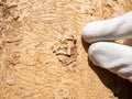 Finger pointing insect tunnels under bark. Forester shows maps bitten by larvae