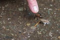 Finger pointing to a tiny young Western Toad, in a rain puddle, migrating across the Lost Lake Trail from Lost Lake to the Alpine Royalty Free Stock Photo