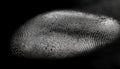 Finger print texture on black background Royalty Free Stock Photo