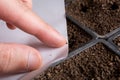 Seeding Serenity: Sowing Lavender Seeds with Care Royalty Free Stock Photo