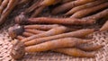 Finger root; Krachai Boesenbergia rotunda in the basket; thai herb