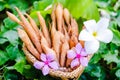 finger root Krachai Thai herb Royalty Free Stock Photo