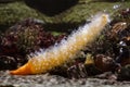 Finger shaped sea pen Veretillum cynomorium
