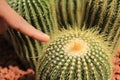 Finger touch cactus