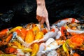 Finger touching colorful koi carps