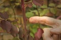 Finger touchs rose thorn. Royalty Free Stock Photo