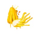 Fingered citron. Citrus medica. Buddha's hand. botanical