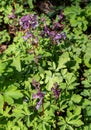 Fingered larch spur Corydalis solida blooms in spring Royalty Free Stock Photo