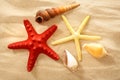 Fingerfish, seastar and seashells in sand