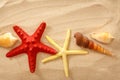 Fingerfish, seastar and seashells in sand