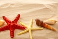 Fingerfish, seastar and seashells in sand