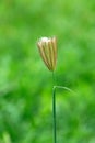 Fingergrass with cotton on top for pattern Royalty Free Stock Photo