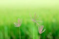 Fingergrass flower Royalty Free Stock Photo