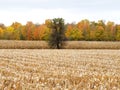 FingerLakes cornfield being harvested in colorful Autumn foliage Royalty Free Stock Photo