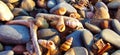 FingerLakes shoreline beach pebbles, shells & driftwood in panoramic banner Royalty Free Stock Photo