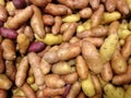 Fingerling Potatoes for Sale.