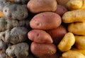 Fingerling Potatoes in Three Colors