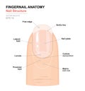 Fingernail Anatomy. Structure of human nail. Science of human body. Anatomical training poster Royalty Free Stock Photo