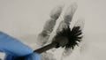 Fingerprints, brush develops latent hand print on white surface