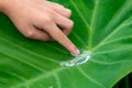 The fingers of children are touching water droplets rolling on the leaves