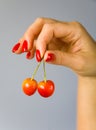 The fingers of the female hand hold the cherries against the gray gradient background. Royalty Free Stock Photo