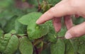 The fingers of the female hand lightly touch the drops of water on the rose leaf. Relaxation, tenderness