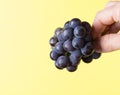 The fingers of the hand hold a bunch of black ripe grapes on a bright yellow background