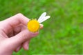 Fingers of a hand holding a chamomile with two last white petals on bright green background.Selective focus.Concept of choice,