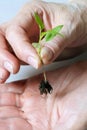 The fingers hold a beautiful tomato sprout Royalty Free Stock Photo