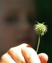 Fingers hold a green young sprig with spines. Close-up